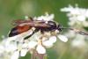 Ichneumon suspiciosus